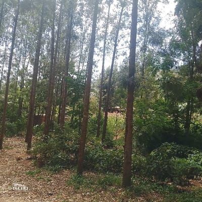 The scene depicts a densely forested area within Machakos Central ward, Kenya, dominated by numerous tall, slender trees with smooth, light-brown trunks, likely Eucalyptus, extending vertically across the frame. Sunlight filters through the overhead canopy. The forest floor is covered with thick green undergrowth and shrubs. A narrow, unpaved path with exposed reddish-brown soil and scattered dry leaves is visible on the left side of the foreground. In the mid-ground, a partial reddish-brown structure, possibly a wall, is discernible through the dense foliage. Further right, a patch of lighter green vegetation or cultivated plants is present. The lower right corner reveals an arrangement of small potted saplings, indicating a tree nursery or planting preparation. No individuals are present. The "TECNO" watermark is visible in the bottom left corner.