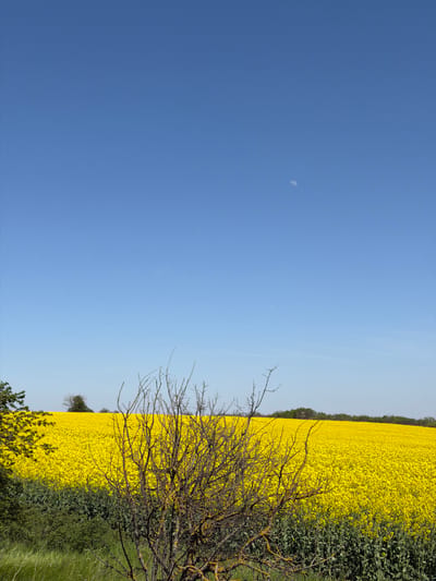 The image shows a field of bright yellow rapeseed in Letnitsa, Bulgaria, bordering a clear, blue sky. In the sky, a faint crescent moon is visible. A bare, dry tree or bush with dark branches stands in the foreground, partially obscuring the rapeseed field. Along the edge of the field, there are patches of green grass and other vegetation.