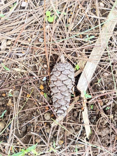 A single, elongated brown pine cone, approximately 12-15 cm in length, lies on the ground within the city of Abbireddygudem, India. The pine cone is oriented with its pointed end to the left, resting amidst a layer of dry, reddish-brown pine needles and dark brown soil. Scattered across the scene are numerous small green plant sprouts and several small stones. To the right of the pine cone, a light-colored, dried piece of plant matter or wood is present. The overall environment suggests an outdoor, natural setting.