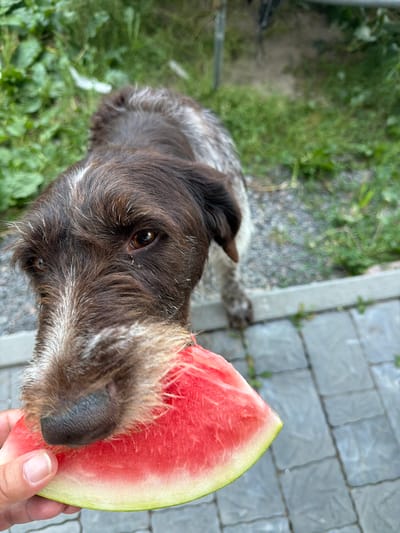 A brown and white wirehaired dog is being offered a slice of watermelon in an outdoor setting. The dog's nose and muzzle are touching the watermelon, suggesting it is about to eat it. The dog has brown fur with white markings on its face and chest. The watermelon is a bright pinkish-red color with a green rind. The background appears to be a yard with green grass and plants, and a paved walkway. The image was taken in Kamianka-Buzka, Ukraine.