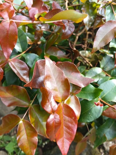 The image displays a close-up, vertical composition of botanical foliage captured in Soibada, East Timor. The foreground is dominated by numerous leaves exhibiting a spectrum of colors from deep green to rich reddish-brown and amber, with some showing a color gradient within a single leaf. The leaves are ovate, possess smooth margins, and present a subtly glossy surface texture. Fine, delicate white strands, possibly spider silk, are visible on several leaves, particularly in the lower left and central areas. The background consists of out-of-focus green and brown plant matter, suggesting a dense natural outdoor environment. No human figures, animals, or artificial structures are discernibly present within the frame.