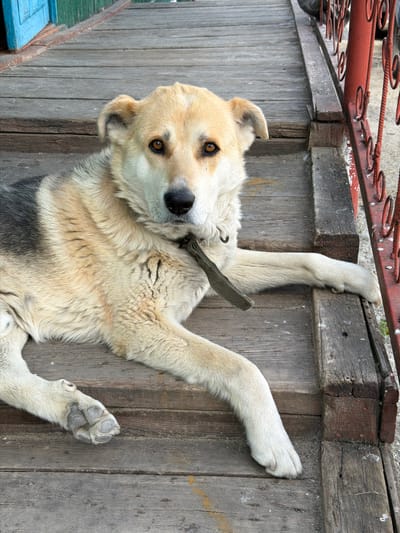 A medium-sized dog with light brown and black fur lies on a wooden porch. The dog is facing the camera with its head slightly tilted. It is wearing a dark green collar. The porch is made of weathered wooden planks, and there is a red railing to the right of the dog. In the background, a blue door and green wall are visible, suggesting a residential setting. The scene appears to be in Shimanovsk, Russia, given the context.