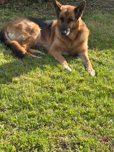 A German Shepherd dog is lying on a patch of green grass. The dog is predominantly brown and tan with some black markings. It is lying on its side with its head turned towards the left. The grass is thick and vibrant green. The location is unknown, and there is no indication of the city of Rupkite, Bulgaria.