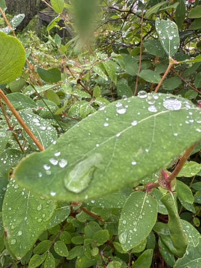 The image shows a close-up view of green leaves on a plant, covered in water droplets. The leaves are an oval shape with visible veins. Some leaves have large, rounded water droplets, while others are speckled with numerous smaller ones. The plant has thin, reddish-brown stems. In the background, out of focus, are more green foliage and what appears to be a wooden structure. The overall scene suggests a natural outdoor environment, likely a garden or wooded area, possibly after rain. The location provided, Подолино Ст, Russia, indicates an outdoor setting within this area. There are no people or animals visible in the image.