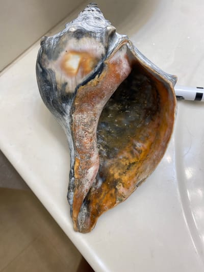 A large, ornate seashell rests on a white surface, likely a countertop or sink. The shell is predominantly dark gray and black on its exterior, with striking patches of orange and white near its opening. The interior of the shell displays a vibrant blend of orange, yellow, and black hues, creating a mottled effect. A white marker with black stripes is partially visible to the right of the shell. The background is a neutral, off-white color, suggesting an indoor setting. The image appears to have been taken in Elizabeth City, United States.
