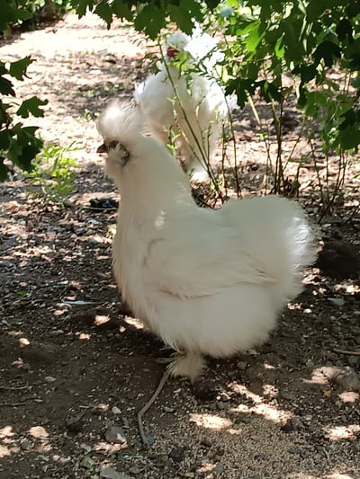 A fluffy white Silkie chicken stands in a dirt and gravel area under the dappled shade of green foliage. Another white Silkie chicken is visible in the background, slightly out of focus. The ground is covered with small stones, dirt, and scattered dry leaves, with some green grass and thin plant stems interspersed. The lighting suggests an outdoor setting, possibly a garden or yard, in Shirvan, Azerbaijan, on a sunny day. The focus is on the foreground chicken, which is facing left with its head tilted slightly upwards.