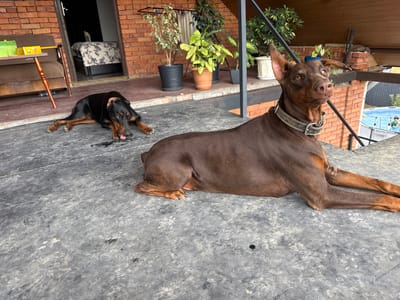 Two Doberman Pinscher dogs are lying on a dark grey, textured surface on an outdoor deck. The dog in the foreground is a reddish-brown Doberman with a thick, grey, studded collar. It is lying on its side with its head raised and looking to the right. Its front paws are extended forward. The dog in the background is a black Doberman with tan markings. It is lying down with its head resting on its paws and its tongue slightly out. It is looking towards the left. Behind the dogs, a brick building with a covered porch area is visible. There are several potted plants on the porch, and an open doorway leads into a room with a bed. A dark brown couch and a wooden table with some items on it are also present on the porch. In the distance, beyond the deck railing, a blue swimming pool with two people can be seen. The scene appears to be in Krtsanisi, Georgia.