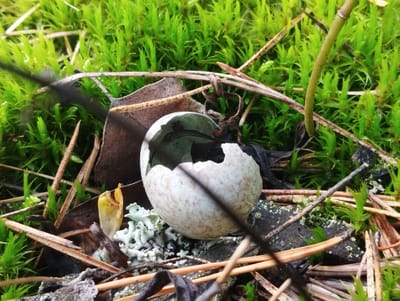 The image shows a close-up view of a broken bird's egg nestled among moss and dried plant matter on the ground. The eggshell is speckled and has a jagged opening. Surrounding the egg are strands of green moss, brown pine needles, a dried leaf, and a small, pale yellow plant sprout. A piece of light green lichen is also visible near the egg. The scene appears to be in a natural, outdoor environment, likely a forest floor. There are no people or animals depicted in the image. The lighting suggests it might be overcast or shaded. The location in Грабаўскі сельскі Савет, Belarus, indicates a rural or forested area within that region.