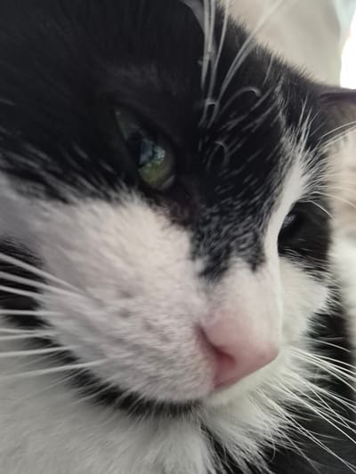 Close-up view of a black and white cat, focusing on its face. The cat has a pink nose, white whiskers, and one visible green eye. The fur is a mix of black and white. The background is indistinct, appearing to be a soft white surface. The location is not evident from the image.
