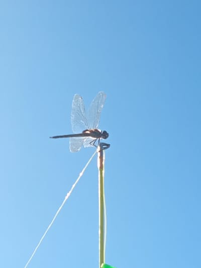 A dragonfly is perched on a green stem against a clear blue sky. A thin, light-colored line is visible extending from the stem. The location is unknown.