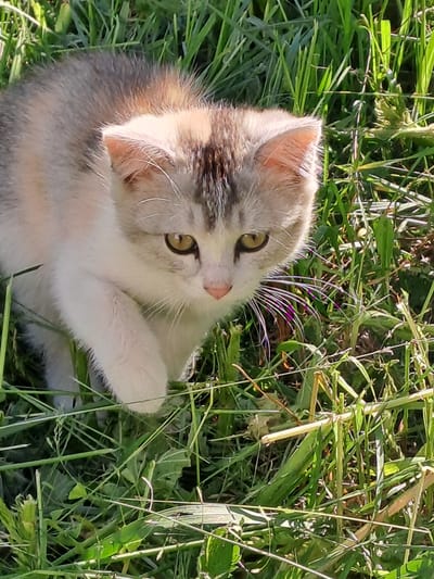 A high-angle outdoor shot captures a young kitten nestled in lush green grass in Полянки, Russia. The kitten, with light-colored fur featuring patches of grey, brown, and ginger, looks up towards the top-right of the frame with wide, curious light green eyes. Its prominent white whiskers fan out from its muzzle, some appearing to have a subtle purple tint due to lighting or reflection. One of its front paws is raised or bent, resting close to its chest.
The setting is a vibrant grassy area, likely a lawn or field, with various shades of green foliage visible. Bright sunlight illuminates the scene, casting subtle shadows and highlighting the individual blades of grass and the kitten's fur, suggesting it is daytime, possibly morning or afternoon. No specific man-made structures or additional animals are visible. The overall mood is one of natural tranquility and youthful curiosity. There is no visible text in the image.