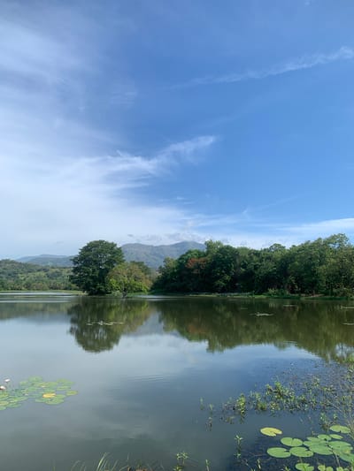A serene lake reflects a clear blue sky dotted with wispy white clouds. Lush green trees line the far bank of the lake, their dense foliage interrupted by glimpses of distant, rolling mountains. In the foreground, lily pads with occasional white flowers float on the calm water. This tranquil scene is located in Buduruwagala, Sri Lanka.