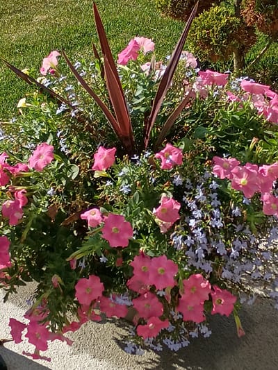 An overhead shot captures a vibrant flower planter filled with lush green foliage and an abundance of pink petunias. Interspersed among the larger blooms are delicate clusters of small, light blue flowers. The planter is adorned with several tall, dark red leaves, adding a dramatic vertical element to the composition. The planter is situated outdoors, with a background of neatly manicured green grass and a hint of a textured, green shrub. The scene appears to be set in a well-maintained garden. There are no people or animals present in the image.