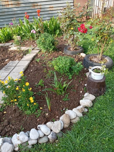 A garden is depicted, with a paved pathway winding through it. In the foreground, a border of white stones separates the garden bed from a grassy area. Various plants are visible, including yellow flowers, green foliage, and rose bushes with red blooms. In the background, a corrugated metal fence forms the backdrop. There are no people or animals present. The scene appears to be in a residential setting.