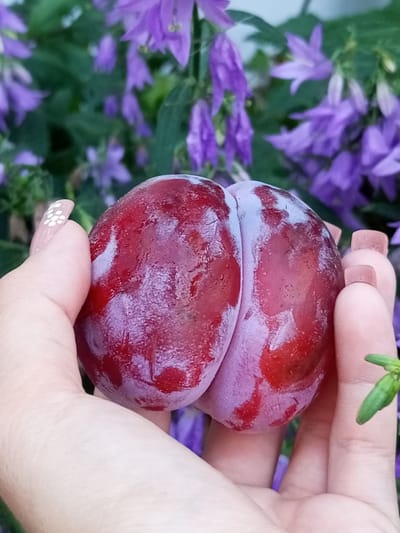 A close-up, eye-level shot focuses on a person's hand holding a large, ripe plum. The plum is deep red with a dusty purple bloom, showcasing its plump, curved shape. The background is softly blurred, revealing a cluster of delicate purple bell-shaped flowers with green foliage, suggesting an outdoor setting. The hand is fair-skinned, with neatly manicured nails painted a neutral color and adorned with a small white floral design on one nail. The fingers are gently cradling the plum, with a thumb on one side and fingers supporting the other. The lighting is natural and soft, highlighting the textures of the plum's skin and the subtle sheen of moisture on its surface. The scene appears to be in an outdoor garden, potentially in a rural or suburban area. There are no specific landmarks visible that would indicate the city of Ворошиловка, Kazakhstan, or any other specific urban location.