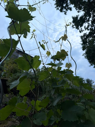 In Creußen, Germany, the image captures a close-up, low-angle view of a grape vine with lush green leaves and delicate tendrils reaching upwards towards an overcast sky. A metallic support structure, likely part of a trellis or garden fence, is visible on the left. The background reveals the soft focus of distant trees, some appearing dark and dense, others lighter and more spread out. The setting appears to be a garden or yard area, with the overall atmosphere suggesting a natural outdoor environment, possibly during the daytime given the ambient light.