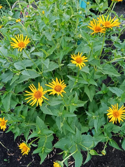 The image is an outdoor shot of a flowerbed in Panino, Russia, featuring several bright yellow, daisy-like flowers with orange centers. The flowers are in bloom and stand tall amidst lush green foliage. The background shows dark soil and some out-of-focus greenery, suggesting a garden or park setting. There are no people or animals visible in the frame. The lighting appears to be natural daylight, illuminating the vibrant colors of the flowers.