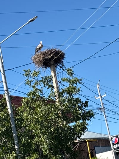 In Ashtarak, Armenia, a stork stands in a large nest constructed on a utility pole. The nest is situated between power lines, with a lamppost on the left and another utility pole with insulators visible on the right. Green foliage from a nearby tree partially obscures the lower portion of the scene. The sky is clear and blue. A sign with the "Elf Lubricants" logo is visible on the right side of the image.