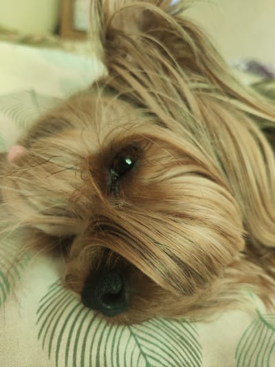 A close-up, medium shot captures a Yorkshire Terrier dog lying down, its face filling most of the frame. The dog's fur is a mix of golden brown and lighter blonde tones, with some strands obscuring its right eye and part of its snout. The dog's left eye, dark and reflective, is visible. The dog's nose is black and textured. The dog is resting on a surface covered with a patterned fabric. The background is out of focus, showing a muted green and yellow tone, with hints of what might be furniture. No specific location in Rubtsovsk, Russia is discernible from the image.