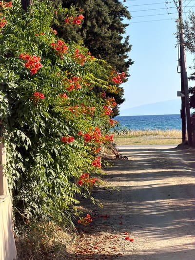 The image depicts a vibrant bush with numerous orange trumpet-shaped flowers in full bloom, likely during the daytime given the bright sunlight casting distinct shadows. The setting appears to be outdoors, possibly in a coastal area of Greece, specifically Nea Kallikratia, as suggested by the combination of lush greenery, the presence of the sea in the background, and a concrete structure that could be part of a building or a seawall. The sea is calm and reflects the blue of the clear sky. The concrete wall on the right side of the image is textured and shows a pattern of light and shadow, indicating a sunny day. The overall impression is one of natural beauty and a peaceful, warm environment. No people or text are visible in the image.