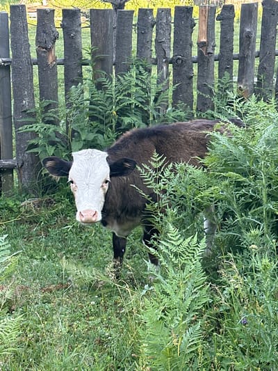 A calf with a white face and dark brown body stands partially obscured by lush green ferns and other vegetation. The calf faces the camera, its dark eyes looking directly forward. Behind the calf, a rustic wooden fence made of rough-hewn logs provides a backdrop. The environment appears to be rural, possibly a field or pasture, with tall grass and assorted greenery. The lighting suggests it is daytime, possibly late afternoon, with soft sunlight filtering through. The scene is located in Kebezen, Russia.