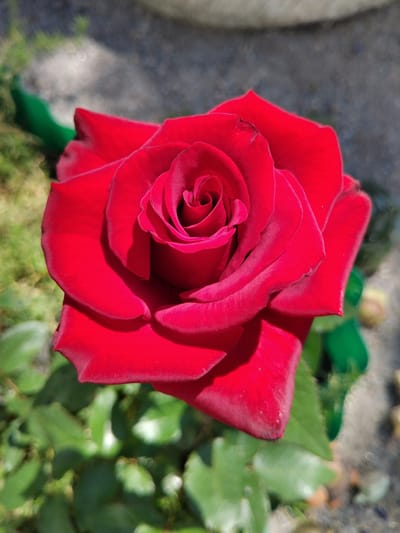 A close-up, overhead shot focuses on a single, vibrant red rose in full bloom. The rose is the central subject, with its petals unfurling in concentric layers, revealing a darker, almost black center. The petals have a velvety texture and are illuminated by sunlight, casting subtle shadows. The background is a soft blur of green foliage and a grey, textured surface that appears to be ground or pavement. Hints of green garden stakes are visible on the left and right edges of the frame. The scene is set outdoors, with the natural light suggesting it is daytime. There are no people or animals present. The image appears to be a still photograph taken in an outdoor garden setting. There is no visible information that would indicate the specific location within Bila Krynytsia, Ukraine.