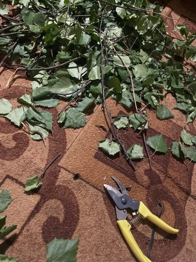 The image depicts a close-up, overhead view of a pile of freshly cut branches with green leaves, spread across a brown, patterned rug. A pair of yellow-handled pruning shears lies open on the rug, to the right of the branches. The lighting suggests an indoor setting, possibly a room with natural or artificial light casting shadows. The rug's pattern features swirling, abstract designs in darker shades of brown. The branches are of varying thickness, with many green leaves still attached. Some leaves appear to be starting to wilt, indicating they have been recently detached. The pruning shears are a common gardening tool, with black and gray blades and yellow handles. There are no people or animals visible in the image. The overall scene suggests a task related to gardening or preparing plant material, such as for crafting or disposal. The location in Mirnyy, Russia, is not evident from the visual information provided in the image.