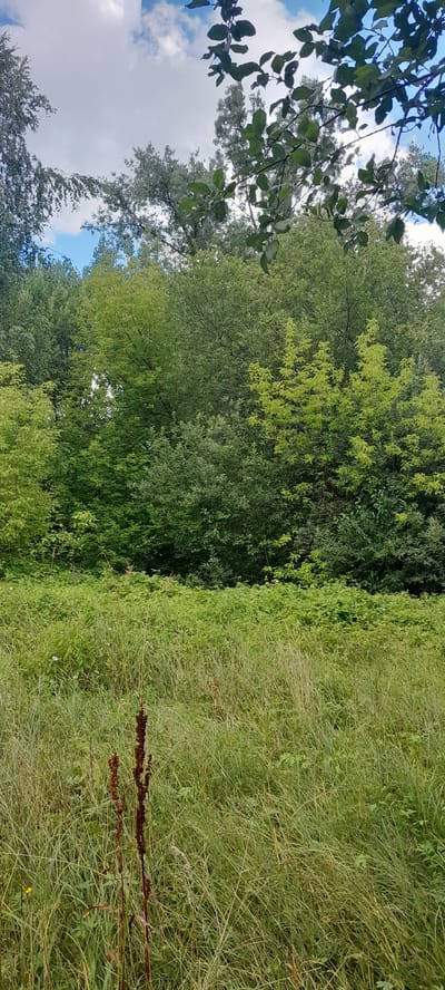 The image depicts a dense, overgrown area with tall grass and a thick wall of trees forming the backdrop. The vegetation is predominantly green, with some areas of lighter, almost yellow-green foliage, suggesting young growth or sun exposure. A few dried, dark brown plant stalks are visible in the foreground, rising above the grass. Above the trees, a cloudy sky with patches of blue is visible. The scene appears to be a natural, unmanicured landscape, likely a park or a undeveloped area within or on the outskirts of a city. There is no indication of human presence or activity in the image. It is not possible to determine the specific location within Drohobych, Ukraine, from the image alone.