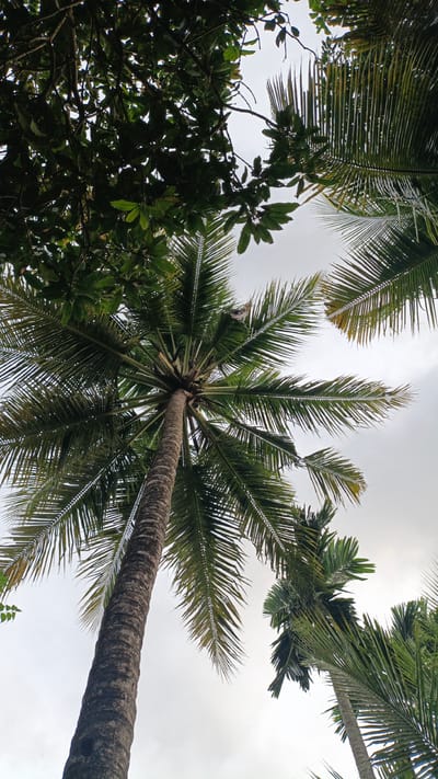 This is a low-angle, full-shot photograph of a cluster of palm trees against an overcast sky. The largest and closest palm tree dominates the foreground, its rough, textured trunk extending upward out of frame at the bottom left. Its fronds spread out in a fan-like pattern, filling the central and right portions of the image. In the upper left, a dense canopy of dark green leaves from another tree partially obscures the sky. To the right of the main palm tree, the fronds of another palm tree are visible, also reaching towards the sky. The overall scene suggests a tropical environment, likely in Palohlada, Indonesia, characterized by lush vegetation and a cloudy sky. There are no people or discernible actions taking place in the image.