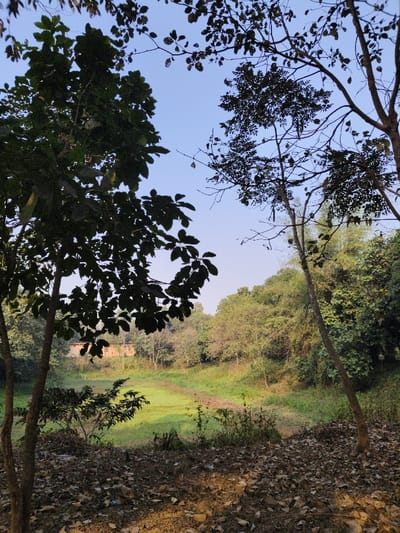 The image displays a natural landscape in Bardhaman, India, under a clear, light blue sky. The immediate foreground comprises dark brown earth covered with a dense layer of dry, fallen leaves. Two tree trunks, one on the left with dense dark green foliage and a thinner one on the right, partially frame the view. In the midground, a large, irregularly shaped depression, resembling a dry pond bed or natural hollow, is covered primarily with light green grassy vegetation. A small, dark green shrub is situated within this depressed area on the left. The background consists of a dense, ascending wooded area populated by numerous trees exhibiting green foliage and some visible bare branches. Towards the left-center background, a light-colored, possibly concrete or stucco, single-story structure with a flat roof is partially visible through the trees. No people, animals, or explicit actions are observed.
