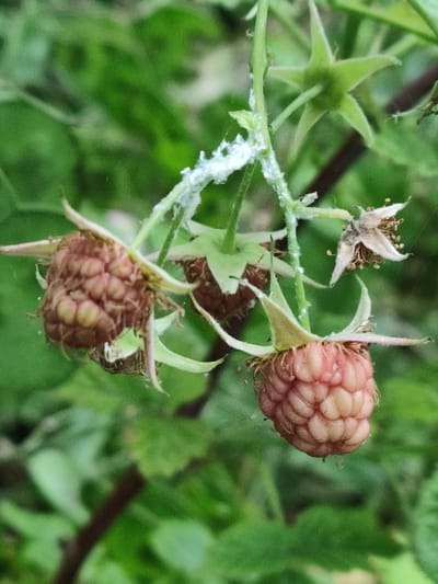 A close-up, shallow depth of field shot focuses on several developing raspberries on a branch against a blurred green leafy background. The raspberries are a pale pink to reddish-brown color and have a segmented, drupelet structure. One raspberry in the foreground appears to be the most developed, while others are smaller and less defined. White, fuzzy or cottony material is visible on the stem and some of the leaves, potentially indicating an infestation or plant disease. A dried, withered flower or calyx is also visible on the branch. The overall impression is one of natural growth and potential plant distress.
