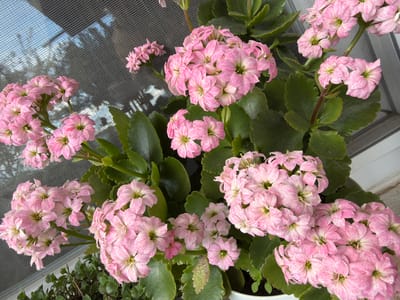 A close-up shot shows a Kalanchoe plant with pink-striped flowers and dark green leaves, seemingly situated indoors near a window covered with a mesh screen. The location in Bratia Kunchevi, Bulgaria is not inferable from this image.