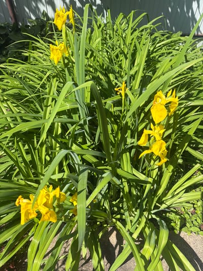 A cluster of bright yellow iris flowers, some in full bloom and others still budding, are nestled within a dense growth of long, sword-like green leaves. The irises, with their delicate petals marked by darker veins, stand tall against the verdant backdrop. The surrounding foliage appears lush and healthy, catching the dappled sunlight that casts shadows on the ground. In the background, a light-colored, vertical-slatted fence or wall can be seen, partially obscured by the leaves and flowers. The ground beneath the plants is a mixture of concrete and some smaller, low-lying green plants. The scene suggests a garden setting in an outdoor environment, likely during a sunny day. This image was taken in the city of Valdgeym, Russia.