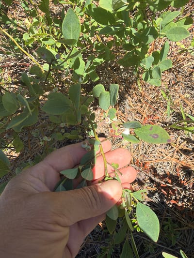 A close-up, overhead shot shows a person's hand gently holding a branch of a blueberry bush. The bush has numerous small, pale green blueberries and vibrant green leaves. Some leaves display slight discoloration, with faint purple spots. The background is a mix of dry grass and pine needles, suggesting a natural, outdoor setting. The sunlight casts shadows, indicating it's likely daytime. The hand appears to be part of an adult, with visible skin texture and lines. The scene evokes a sense of foraging or examining the fruit. No text is visible. The location context provided is Town of Southampton, United States of America.