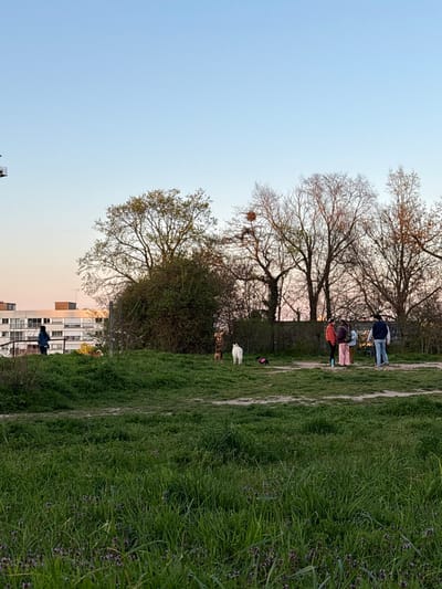 An outdoor scene in Ivry-sur-Seine, France, depicts a park or green space at dusk. The sky transitions from light blue at the top to a pale orange-pink at the horizon. The foreground consists of dense green grass with some darker floral patches. In the midground, a dirt path traverses the grassy area.

To the right, a group of approximately five individuals stands on a dirt patch, appearing to be in conversation. They are casually dressed; one wears an orange top, another pink trousers, and a third a blue jacket. Nearby, three dogs are visible: a brown dog and a white dog stand in the center-right midground, while a smaller dog, possibly wearing a pink garment, is further right and closer to the human group.

To the left, a single individual, dressed in a blue jacket, stands on a grassy incline, facing away from the camera, near a light-colored railing. Behind this person, multi-story urban buildings with horizontal windows are visible, and a construction crane is partially silhouetted against the sky on the far left.

A large, dense green bush or tree stands in the center-left midground. Behind the main group of people and dogs, a line of deciduous trees, some with bare branches and some showing early foliage, forms a natural barrier. A prominent bird's nest is visible in the bare branches of a tree on the right side. A dark fence or wall runs horizontally behind the trees.