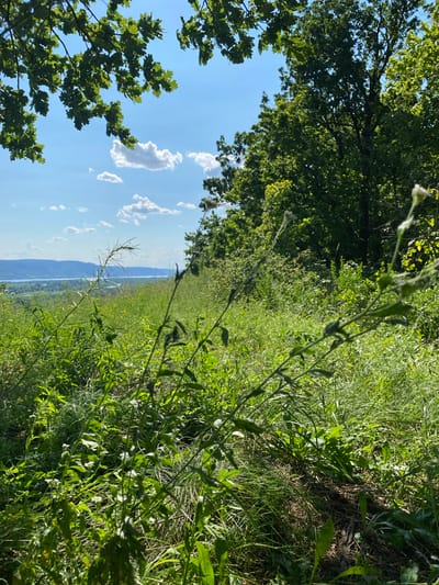 The image depicts a scenic overlook of a wide river valley, likely within the city of Mastriukovo, Russia. The foreground is dominated by lush, green vegetation, including tall grasses and wildflowers, with some plants in sharp focus. In the midground, the landscape opens up to a vast expanse of the river, dotted with boats, and a distant, tree-covered hillside. The sky above is a clear blue, with a few fluffy white clouds. The upper part of the image features the canopy of trees, casting shadows over the scene and framing the sky. The lighting suggests it is daytime, with sunlight filtering through the leaves.