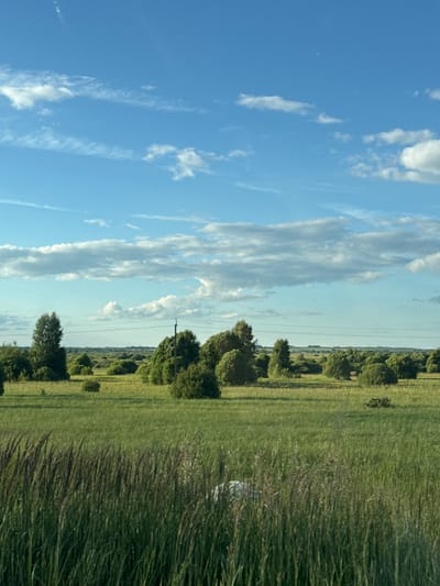 The image depicts a vast, open green field dotted with numerous trees and bushes. The sky above is a clear blue, adorned with scattered white clouds. In the foreground, tall grass and reeds sway, adding texture to the scene. The terrain appears flat and agricultural, characteristic of the rural landscape surrounding Yakshino, Russia. No people or specific structures are visible in the image, suggesting a natural and tranquil environment. The overall impression is one of a serene countryside, possibly captured during a late afternoon or early evening due to the soft lighting.