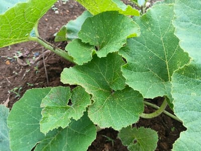 The image displays a close-up view of a green plant rooted in dark brown soil, located in Suối Đục, Vietnam. The plant features multiple broad, textured leaves exhibiting various shades of green, prominent venation, and irregularly serrated or lobed margins. Several leaves show small, dark perforations and localized areas of reddish-brown discoloration or faint yellowish mottling. A robust green stem is partially visible, extending from the soil and supporting the foliage. The exposed dark brown soil contains sparse, small green plant sprouts and a thin, dark linear object, possibly a root or string, on the left side of the frame. No human subjects, animals, or discernible actions or interactions are present in the scene.