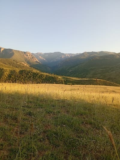 A high-angle, outdoor shot shows a grassy meadow in the foreground. The grass is green and dry, with tall stalks of wheat scattered throughout. The meadow transitions into a rolling hillside covered in trees. In the background, a mountain range with rocky peaks and some snow is visible under a clear blue sky. The sun is setting, casting a warm glow over the landscape, particularly on the wheat fields. The location is in the Көксаяқ ауылдық округі, Kazakhstan.