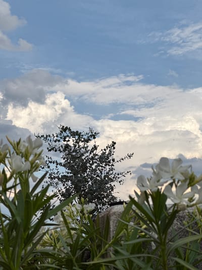 The image depicts a view of a cloudy sky with a few scattered white flowers in the foreground. The flowers are white and delicate, with visible green stems and leaves. Behind the flowers, a dark-leaved tree with slender branches hangs into the frame, its leaves silhouetted against the bright sky. The sky itself is a mix of pale blue and large, fluffy white clouds, some of which are illuminated by the sun, suggesting it is either morning or late afternoon. The scene appears to be outdoors, possibly in a garden or park, given the presence of the flowers and tree. There is no text visible in the image. The overall mood is peaceful and serene, with the natural elements creating a soft and airy atmosphere. The lighting suggests a pleasant day, with the sun occasionally breaking through the clouds.