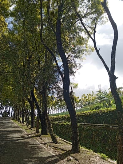 The image captures a scenic, tree-lined road in a rural setting, likely during daytime under a partly cloudy sky. On the left, an asphalt road ascends gently, with distinct shadows of trees stretching across its surface. A white dashed line marks the edge of the road. A row of slender trees with dark, textured trunks and dense green foliage borders the left side of the road. Some of these trees display small, bright red blossoms, adding a touch of color to the verdant canopy. Their roots are visible near the road's edge.

To the right of the road, a low retaining wall, heavily covered in green moss and other vegetation, separates the road level from a higher cultivated hillside. This hillside is densely planted with various green crops and trees, including some with broad leaves resembling banana plants. In the far background on the right, what appears to be a power line tower or similar structure can be faintly seen against the sky. The sky above is a mix of bright light and scattered white and grey clouds, visible through the gaps in the tree canopy. The overall impression is one of natural beauty and a peaceful, rural landscape, typical of the Hinabangan, Philippines context. No people or visible text are present.