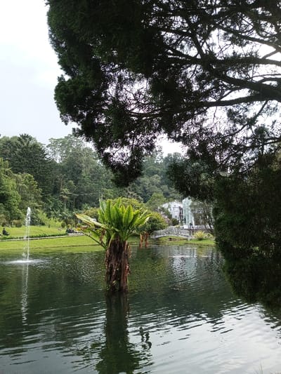 The scene depicts a landscaped park within Ambositra, Madagascar, under an overcast sky. A dark body of water, possibly a pond or lake, dominates the lower portion of the image, showing distinct ripples and reflections. Overhead, dark green coniferous branches partially obscure the upper and right segments of the frame.

Centrally located in the water stands a large plant with a thick, textured dark brown trunk and prominent, bright green, fan-shaped leaves, casting a clear reflection on the water's surface. To its left, a white water fountain actively propels a vertical stream of water into the pond, also reflected below.

The left bank features a well-maintained green lawn sloping upwards, backed by dense, lush forested hills. A paved pathway is visible on this bank, where a dark-clad individual is seen on what appears to be a bicycle or scooter, moving towards the left. Other indistinct forms are present further along the path.

On the right bank, a decorative white arched stone bridge crosses a narrow section of the water. Beyond the bridge, a multi-story white building with dark roofs and multiple windows is partially visible, nestled amidst surrounding trees and shrubs. The background on both sides of the pond consists of extensive, densely forested terrain.