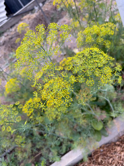 This is a close-up, top-down view of a dill plant in bloom, with a shallow depth of field. The primary subjects are the delicate, yellow flower clusters of the dill, which are arranged in umbels. These flower heads are a vibrant yellow and have a lacy, intricate appearance. Some of the flower heads are fully open, while others are still in bud. The feathery green foliage of the dill plant forms the background, with some areas blurred and out of focus.
In the background, there are hints of the setting. To the right, a light-colored, weathered plank runs diagonally, with a pile of brown, organic material, possibly mulch or dried plant matter, adjacent to it. This suggests an outdoor garden or agricultural setting. Further to the left and below, a glimpse of a corrugated surface, possibly roofing or fencing, is visible. The ground appears to be a mixture of gravel and dirt.
There are no people or animals visible in the image. The lighting suggests it could be daytime, likely outdoors, with natural light illuminating the flowers. The overall mood is one of nature and growth, with the focus on the intricate beauty of the dill blossoms.
No text is visible in the image. The context provided is Vostok, Kyrgyzstan, which suggests this scene is set in that region.