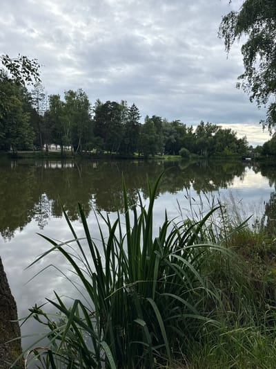 A still lake reflects an overcast sky and a line of trees along its far bank, with a large cluster of tall green reeds in the foreground dominating the right side of the frame. The lake's surface is smooth, with subtle ripples distorting the reflections of the clouds and trees. On the opposite shore, dense green foliage, primarily deciduous trees, forms a continuous line, punctuated by a few lighter-colored buildings or structures partially visible through the trees. In the distance, across the lake, a small, dark-colored bridge with a red roof is visible. The foreground features a substantial amount of lush green grass and reeds, with a rough-barked tree trunk on the far left edge of the image. The overall lighting suggests a cloudy day.
