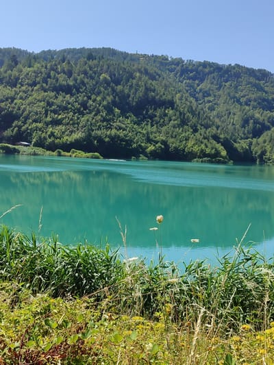 The image shows a serene natural landscape in Erma Reka, Bulgaria, featuring a vibrant turquoise lake. The lake is calm, with gentle ripples reflecting the clear blue sky and the lush green trees that blanket the rolling hills in the background. Along the shoreline, dense vegetation, including tall grasses and various wildflowers, creates a natural barrier between the land and the water. In the distance, on the left side of the frame, a small building with a dark roof is visible nestled amongst the trees near the water's edge. The overall scene is one of tranquility and natural beauty, bathed in bright sunlight under a cloudless sky.