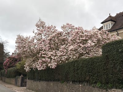 The scene displays a residential street in Malvern Hills, United Kingdom, under an overcast sky. A large, densely flowered magnolia tree with numerous light pink and white blossoms occupies the central and upper portions of the image, extending above a dark green, trimmed hedge. The hedge sits atop a low dry-stone wall that parallels the street. To the right, a section of a multi-story house is visible behind the magnolia and hedge, featuring light-colored exterior walls, a brown tiled roof with a finial, and a gabled dormer window with white frames. A dark downpipe is also apparent on the house's exterior. To the left, along the stone wall, a stone gate pillar and a dark metal gate are visible, with a large shrub bearing dark pink flowers positioned behind the wall. The foreground shows a narrow strip of asphalt or pavement with scattered light pink petals. No individuals or active subjects are present.