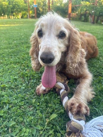 A light brown Cocker Spaniel dog lies on a grassy lawn with its tongue hanging out. The dog is facing the camera, with its head tilted slightly to the left. Its fur is medium length and wavy, with darker brown markings on its ears and back. It has dark, expressive eyes and a dark nose. The dog's front paws are resting on a rope toy, which is brown, white, and tan. The background is blurred, showing green trees and a wooden fence, suggesting an outdoor setting in a yard or park. The lighting indicates it is daytime, with some sunlight filtering through the trees. The location is identified as Katselovo, Bulgaria.