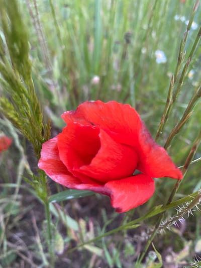 A close-up, low-angle shot of a vibrant red poppy flower is presented. The flower, with its delicate, crinkled petals, is the primary subject and occupies the center and right side of the frame. Some petals are tightly curled inwards, forming a cup-like shape, while others unfurl outwards. The flower exhibits a slight wilting on the edges of its petals, suggesting it is past its peak bloom.

The poppy is surrounded by tall, slender green stalks of grass and other wild vegetation. These stalks, some with spiky seed heads, frame the flower and create a natural, somewhat wild environment. The background is a soft, blurred wash of green and hints of other colors, suggesting a meadow or field. There are also faint blurs of white and possibly light blue in the distance, which could be other small wildflowers. The overall impression is one of a natural setting, possibly a field or roadside, located in Balgarchevo, Bulgaria, where such flora is common. No people are visible in the image. The lighting appears to be natural daylight, casting a soft glow on the scene.