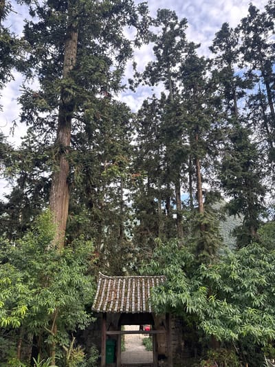 The image, likely taken in Sà Phìn Commune, Vietnam, depicts a view upwards into a dense canopy of trees. The sky is visible in patches through the branches, revealing a partly cloudy sky. To the right, a structure with a corrugated roof is partially visible, obscured by foliage. The building seems to be integrated into the natural environment. In front of the structure is a lot of green foliage.