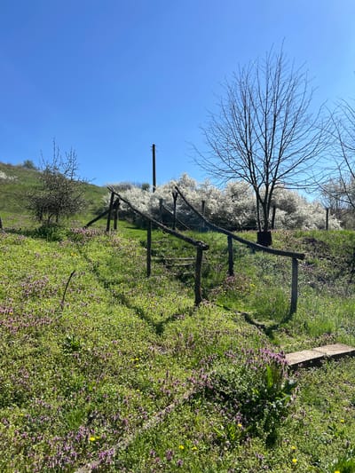 The image depicts a rural scene likely in Chavdartsi, Bulgaria, given the user's prompt. A wooden fence runs diagonally across the frame, dividing a grassy hillside. The hillside is covered in green vegetation, interspersed with purple and yellow wildflowers. Behind the fence are trees with bare branches, and further back are flowering trees with white blossoms. The sky is a clear, bright blue. No people or animals are visible.